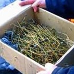 У жителя Рыбинска обнаружена маковая соломка