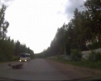 На дороге снова пострадал лось