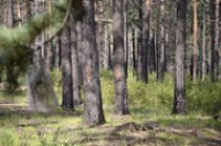 В Ярославской области потерявшиеся в лесу мальчики сами вызвали спасателей