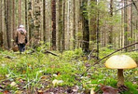 В Угличском районе разыскивают 76-летнего грибника