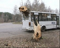 На 83 автобус упала старая осина