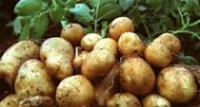 Раскрыто похищение 45 килограммов картофеля
