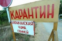 К Ярославской области подступает африканская чума свиней