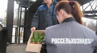 В Ярославле обнаружены зараженные цветы