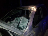 В Угличском районе кроссовер налетел на сохатого: двое пострадавших