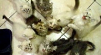 40 кошек оказались заперты в квартире без еды