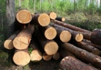 Ущерб от «ченых лесорубов» в Рыбинском районе оценивается в три миллиона рублей