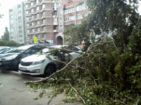 Рухнувшее дерево повредило иномарку