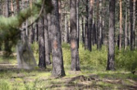 В лесах Тутаевского района обнаружили тела двух пропавших местных жителей
