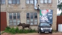 Лоси продолжают забредать в черту города