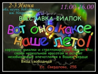 В выходные ярославцы смогут увидеть все виды фиалок