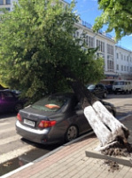 Дерево упало на машину Дерево упало на машину