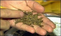 Житель Москвы растил марихуану на даче под Ярославлем