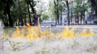 Ярославцев просят не поджигать тополиный пух