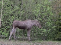 В Заволжском районе Ярославля сбили лосенка